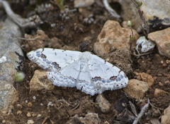 Scopula decorata