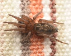 Haplodrassus dalmatensis