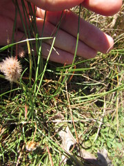 Armeria maritima elongata
