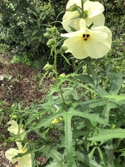 Abelmoschus esculentus