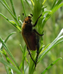 Anisopliina