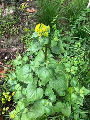 Sinosenecio oldhamianus