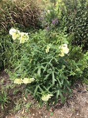 Abelmoschus esculentus