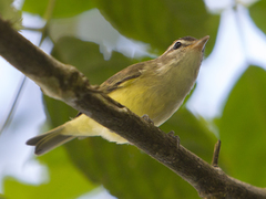 Vireo leucophrys