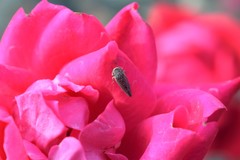 Graphocephala confluens