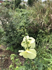 Abelmoschus esculentus