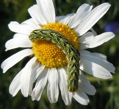 Cucullia chamomillae