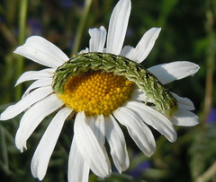 Cucullia chamomillae