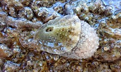 Amblychilepas omicron