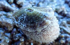 Amblychilepas omicron