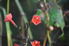 Ipomoea cholulensis