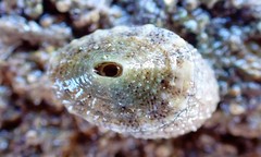 Amblychilepas omicron