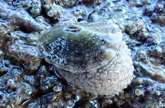 Amblychilepas omicron