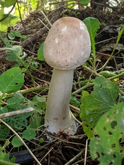 Agaricineae
