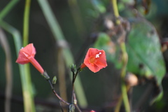 Ipomoea cholulensis