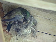 Oreotrochilus chimborazo