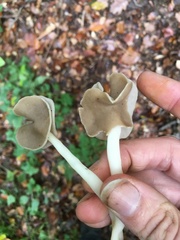 Helvella levis