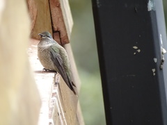 Oreotrochilus chimborazo