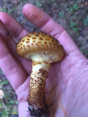 Pholiota jahnii