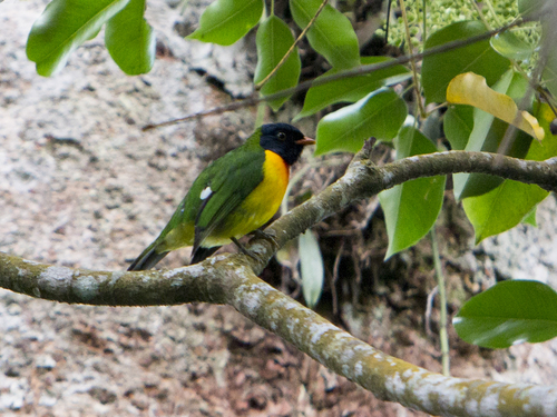 Handsome Fruiteater (Pipreola formosa) · iNaturalist