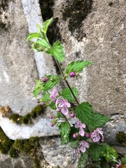 Schnabelia terniflora