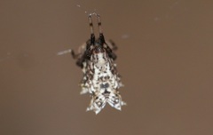 Micrathena horrida