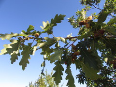 Quercus dalechampii