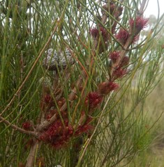 Allocasuarina mackliniana