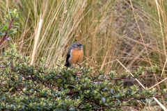 Diglossa brunneiventris