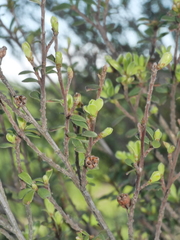 Kunzea amathicola