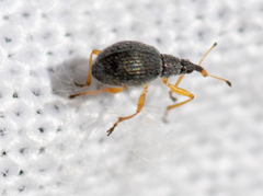 Protapion nigritarse