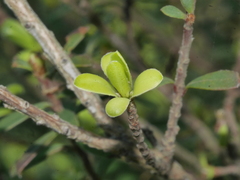 Kunzea amathicola