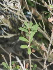 Kunzea amathicola