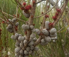 Allocasuarina mackliniana