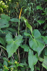 Anthurium ochranthum