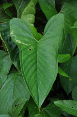 Anthurium ochranthum