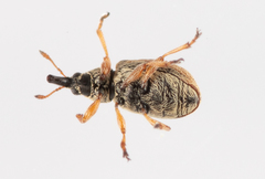 Malvapion malvae