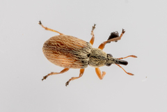 Malvapion malvae
