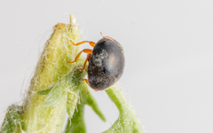 Scymnus rubromaculatus