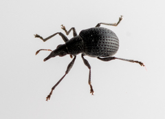 Oxystoma craccae