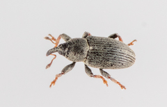 Tychius picirostris