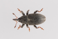 Tychius picirostris