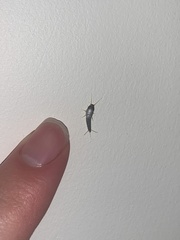 Lepisma