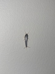 Lepisma