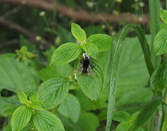 Bombus trifasciatus