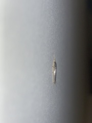 Lepisma