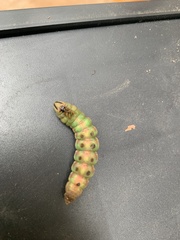Lapara coniferarum