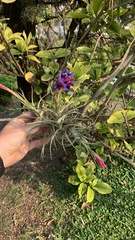 Tillandsia aeranthos