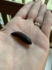 Lapara coniferarum