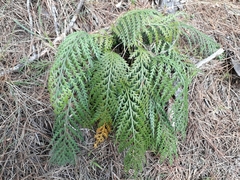 Asplenium flaccidum flaccidum